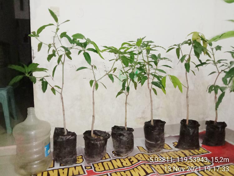 bibit mangga arumanis di pangkep