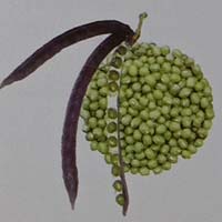 varietas kacang hijau perkutut