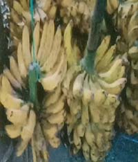 Pisang Raja