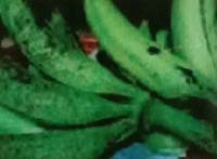 Pisang Tanduk