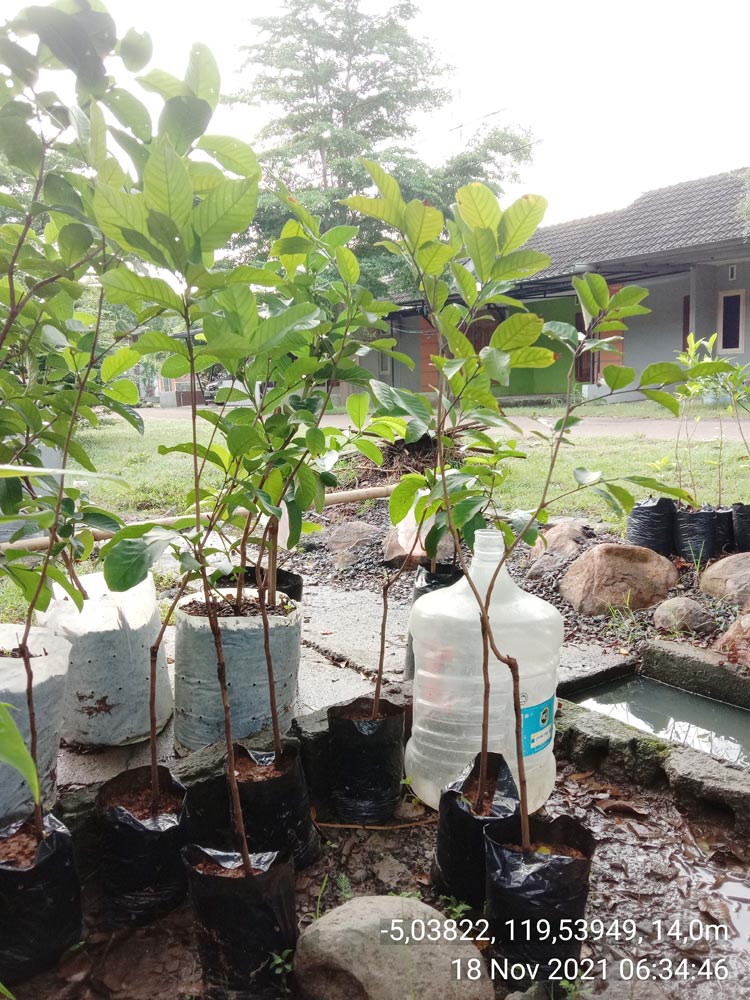 jual bibit rambutan binjai di makassar