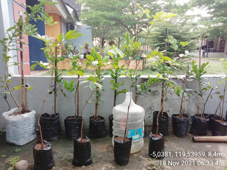 jual bibit rambutan binjai di pangkep