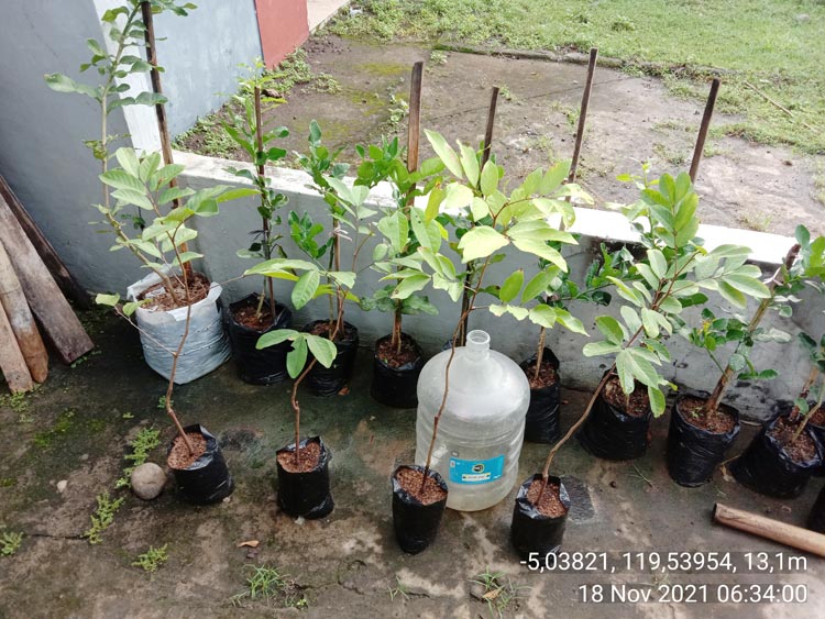 jual bibit rambutan lengkeng di barru