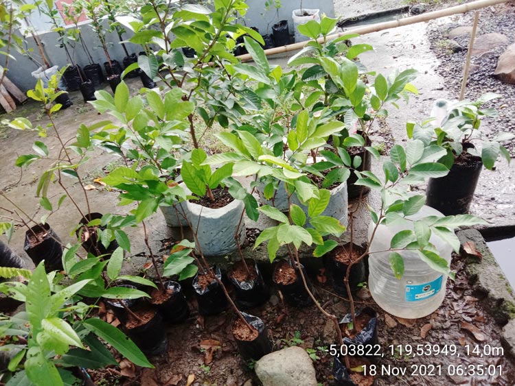 jual bibit rambutan lengkeng di pangkep