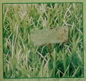 Rumput Pakan ternak Toleran Naungan