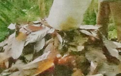 sampah daun 50 kg