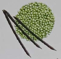 varietas kedelai sampeong