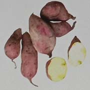 Varietas ubi jalar Sari