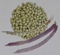 varietas kacang hijau sriti