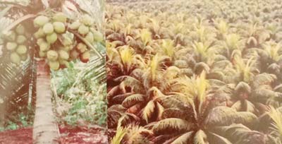 tanaman kelapa