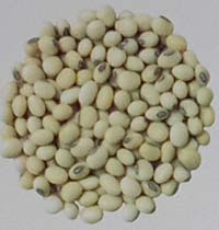 varietas kedelai Tanggamus