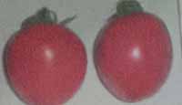 Tomat
