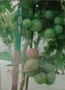 Tomat Blts 05-10