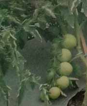 Tomat Blts 05-11