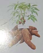 ubi kayu CMM 99008-3