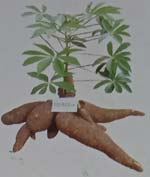 ubi kayu Litbang UK 2