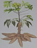 ubi kayu UK 1 Agritan