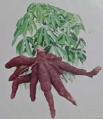 Ubi kayu CMM 02048-6