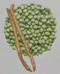 Varietas kedelai Vima 5