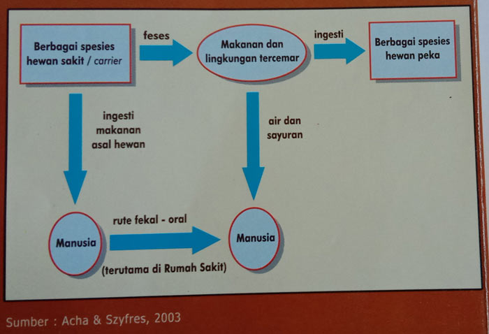 Siklus Salmonellosis