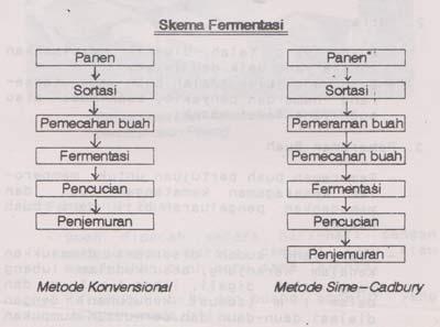 skema fermentasi kakao