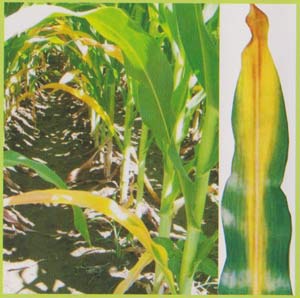 Tanaman jagung kahat N : pinggir daun berwarna kuning klorosis membentuk huruf V