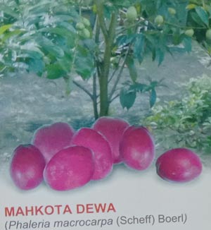 tanaman mahkota dewa