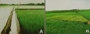 Gambar 1. Tanaman perangkap pada saat stadia vegetatif (A) & generatif (B) untuk menarik tikus dari sekitarnya