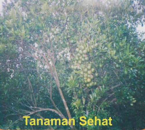 tanaman sehat jeruk keprok