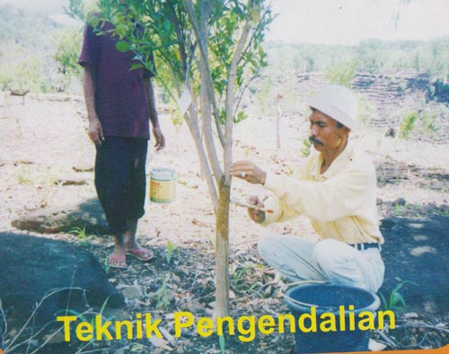 teknik pengendalian jeruk keprok