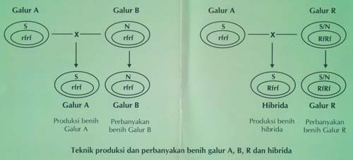 Teknik produksi dan perbanyakan benih galur A, B, R dan hibrida