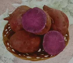 Varietas Unggul Ubi Jalar Ungu Antin 2
