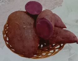 Varietas Unggul Ubi Jalar Ungu Antin 3